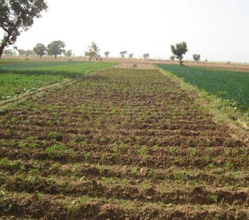 Project SCET-Tunisie, HYDRO-AGRICULTURAL DEVELOPMENT IN SOUROU RIVER VALLEY