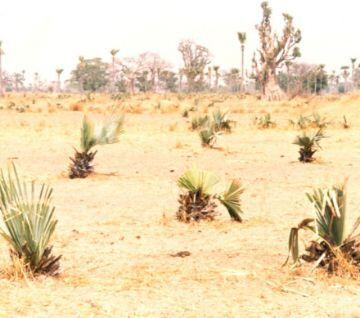 Sccet-tunisie - PROJET DE REGENERATION DE LA RONERAIE DU CAYOR ET REBOISEMENTS VILLAGEOIS AU SENEGAL